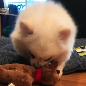 Meet your Posher, Calvin